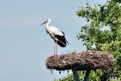 Foto zur Meldung: Erste Störche in SE eingetroffen – wie steht's um unser Storchennest?