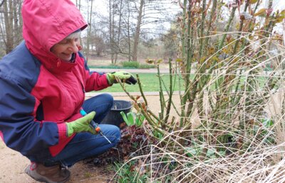 Richtig zur Sache geht es beim alljährlichen öffentlichen Workshop der Rosenfreunde Wittstock. Auf den drei Rosenbeeten auf dem Laga-Gelände in Wittstock - gleich hinter der Alten Bischofsburg - wird gezeigt, was beim Rosenschnitt im Frühjahr zu beachten ist. Regenfeste Kleidung ist nützlich. Foto: Große