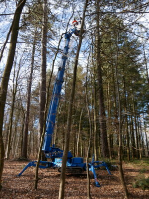 Foto zur Meldung: In den Kinderschuhen der Schwarzkiefer – Zapfenernte in Nußbaum