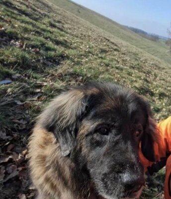 Foto zu Meldung: +++ Hund ist wieder daheim +++ - danke an alle - Wer kennt diesen Hund?