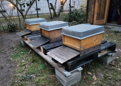 Meldung: Bienen im Schulgarten