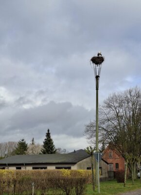 Der Storch ist wieder da (Bild vergr&ouml;&szlig;ern)