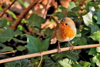 Foto zur Meldung: Vogelstimmen-Fang am 10. Mai im Naturpark