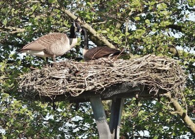 Kanadagänse erheben Anspruch auf das Storchennest in Schmalensee