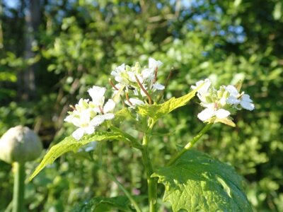 Foto zur Meldung: Naturpark am 28. Mai: Vielseitige Wildkräuter