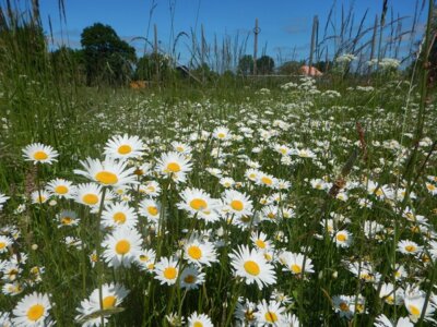 Foto zur Meldung: Naturpark am 1. Juni: Wiesenführerschein für Kinder
