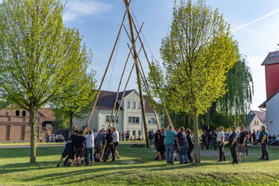 Mit vereinten Kräften wurde der Maibaum in Striesow/Strjažow aufgestellt. (Foto: Peter Becker)