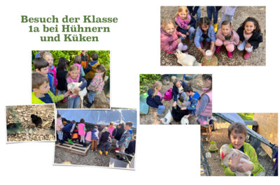 Meldung: Von Hühnern und Küken