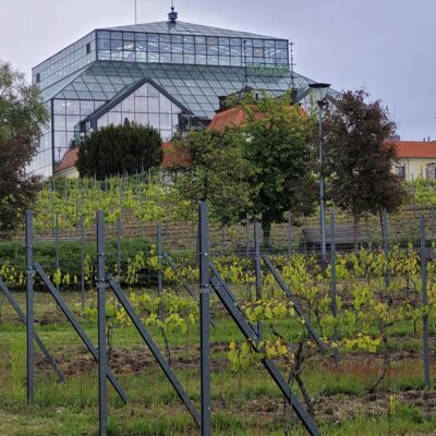 Palmenhaus (Bild vergr&ouml;&szlig;ern)