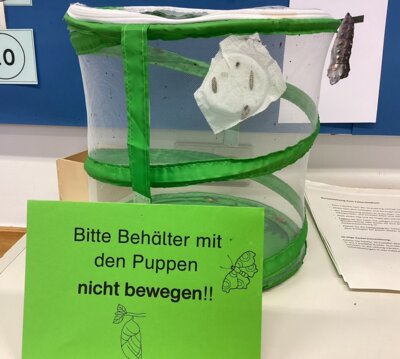 Meldung: Schmetterlingsprojekt