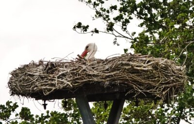 Am 23. Mai wieder mal ein Storch im Nest