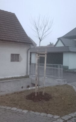Dann für die Baumpatenschaften (Bild vergrößern)