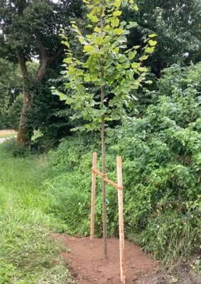 Neugeborenenbaum