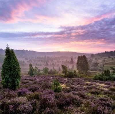 Lüneburger Heide