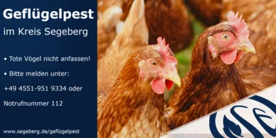 Geflügepest im Kreis Segeberg