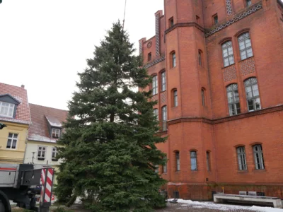 Foto: Rolandstadt Perleberg/Renè Hill | Der 17 Meter hohe Weihnachtsbaum wird aufgestellt.
