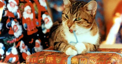 Wunschbaum: Tierschutzverein lädt zur „Lütt Wiehnacht“ ins Katzenhaus (Bild vergr&ouml;&szlig;ern)