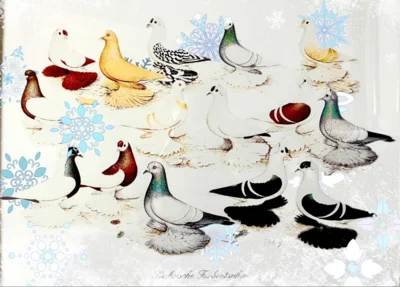 Der Sonderverein Sächsischer Farbentauben wünscht Frohe Weihnachten (Bild vergr&ouml;&szlig;ern)