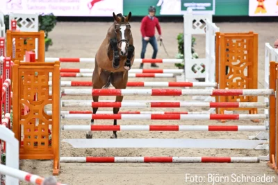 Die DSP Oganero P - Tochter Ontaria von Steinberg siegte in Leipzig - Foto: Schroeder