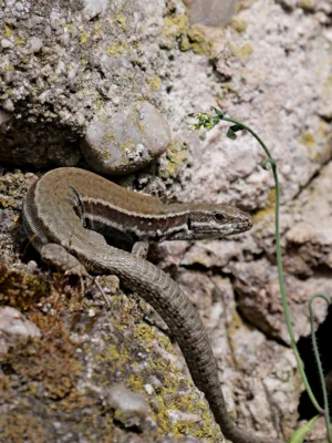 Mauereidechse in ihrem typischen Habitat, lockerem Gestein. H. Uthleb