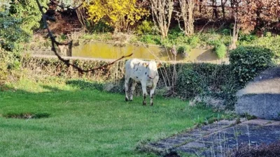 Erwischt in Nachbars Garten