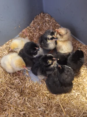 Projekt "Vom Ei zum Huhn" (Bild vergr&ouml;&szlig;ern)