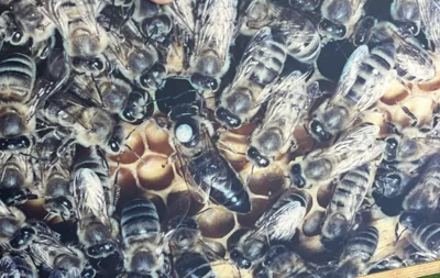 Foto zur Meldung: Von Wespen und Bienen 🐝 Foto zur Meldung: Von Wespen und Bienen 🐝
