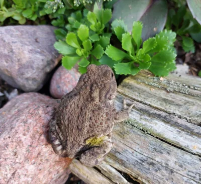 Naturgarten in Lentzke erstmals dabei: Gartenpforten werden geöffnet (öffentlich)