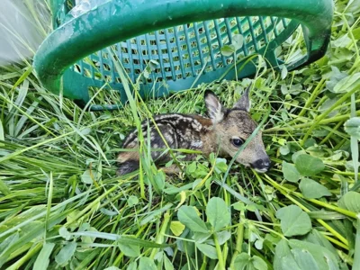 Klappe gleich zu, Kitz gerettet - Foto von Sabrina Hahn am 8. Mai