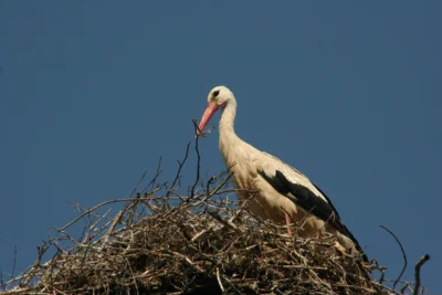 Ein Storch sitzt ins einem Nest.