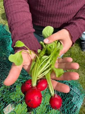 Foto zur Meldung: Die erste Ernte aus dem Hochbeet Foto zur Meldung: Die erste Ernte aus dem Hochbeet