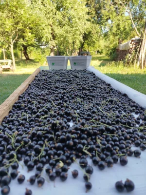 Ernte 2025: Cassis (schwarze Johannisbeere) - kleine Vitaminbomben (Bild vergr&ouml;&szlig;ern)