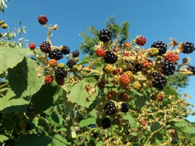 Brombeeren: Sorten "Theodor Reimers" (Bild) und "Black Satin" (Bild vergr&ouml;&szlig;ern)