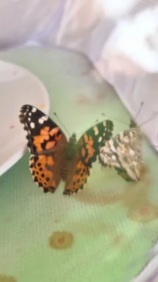 Schmetterlingsprojekt der Marienkäfergruppe (Bild vergr&ouml;&szlig;ern)