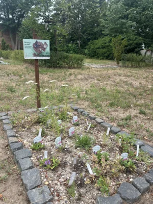 Strukturaufwertung auf dem Friedhof Blumberg