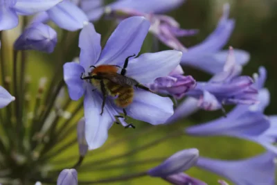 Wildbienen brauchen mehr als Blüten (Bild vergr&ouml;&szlig;ern)