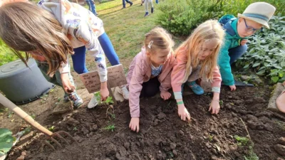 Kartoffel-Ernte im Schulgarten