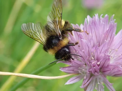 Hummel im Garten, Foto Anouk Fuhrmann