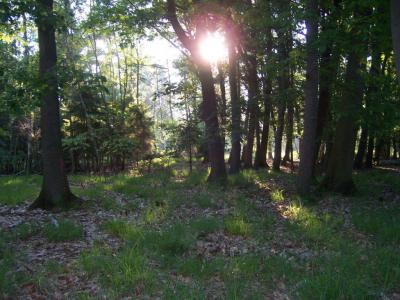 Vorschaubild zur Meldung: " Ein Herz für Wusterhausen" Naturschutzgebiet Bärenbusch