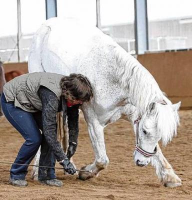 Foto zur Meldung: Manege frei für Mensch und Pferd