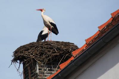 Foto zu Meldung: Die St&ouml;rche sind zur&uuml;ck