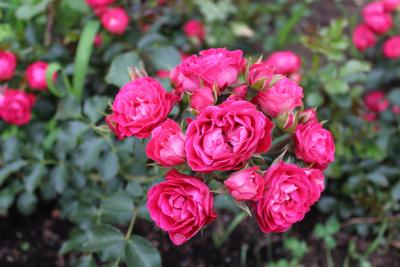 Foto zur Meldung: Dunkelrot und sehr gesund: Wittstock bekommt eine eigene Rose