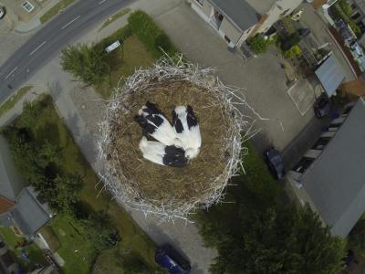 Störchen Nachwuchs (Bild vergr&ouml;&szlig;ern)
