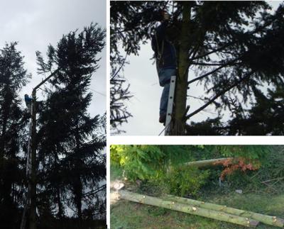 Foto zur Meldung: treeworkers in action