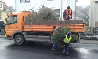 Weihnachtsbäume sammeln