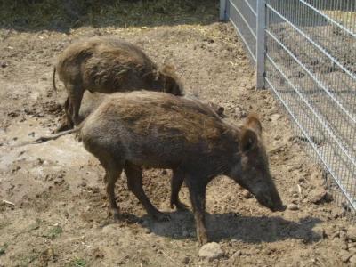 Foto zur Meldung: Geschichte der Beschlagnahmung diverser Schweinegruppen Sommer 2012