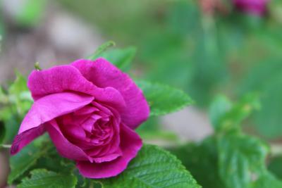 Foto zur Meldung: Rosenpoesie, bei unseren Rosenfreunden in Suhl gefunden ...