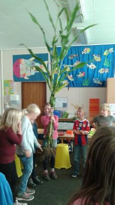 Foto zur Meldung: Unterrichtseinheit der Klasse 3a zum Thema „Getreide“