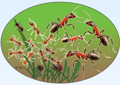 Welche Ameisenart ist das?