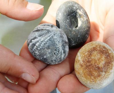 Foto zur Meldung: Donnerkeile und Hühnergötter gefunden – Fossiliensammler waren unterwegs